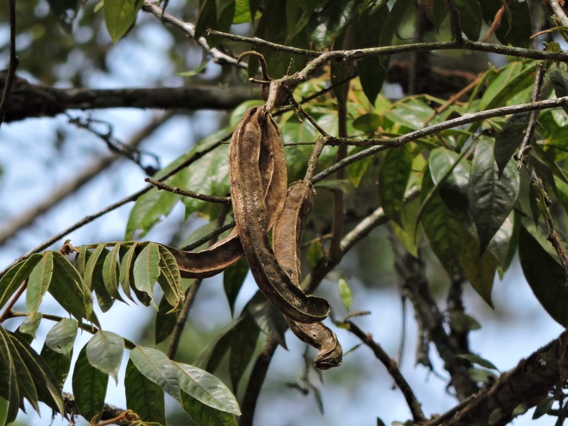Inga striata photo 3