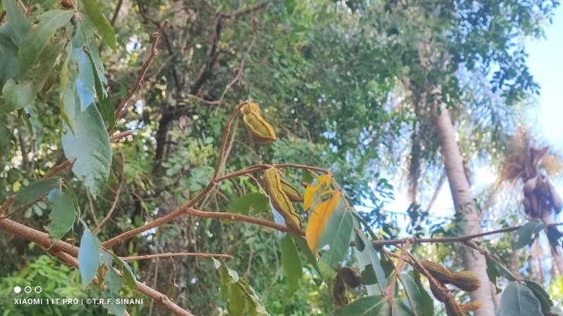 Inga striata photo 6
