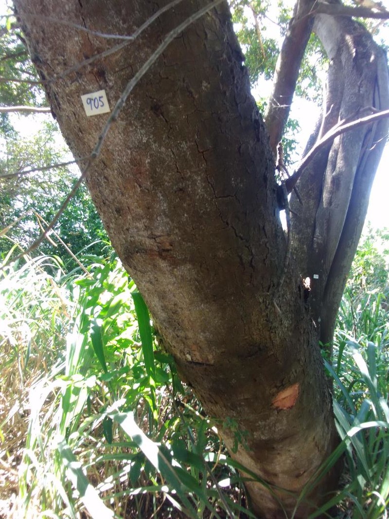 Inga striata photo 7