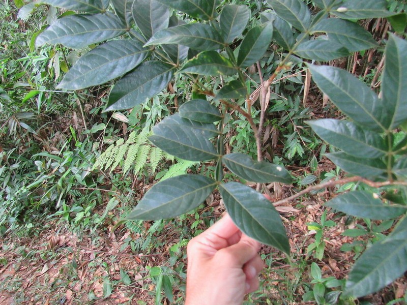 Inga striata photo 8