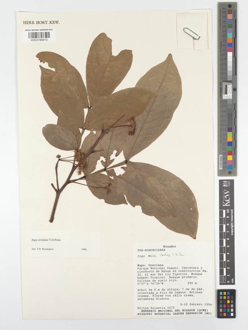 Inga striolata
