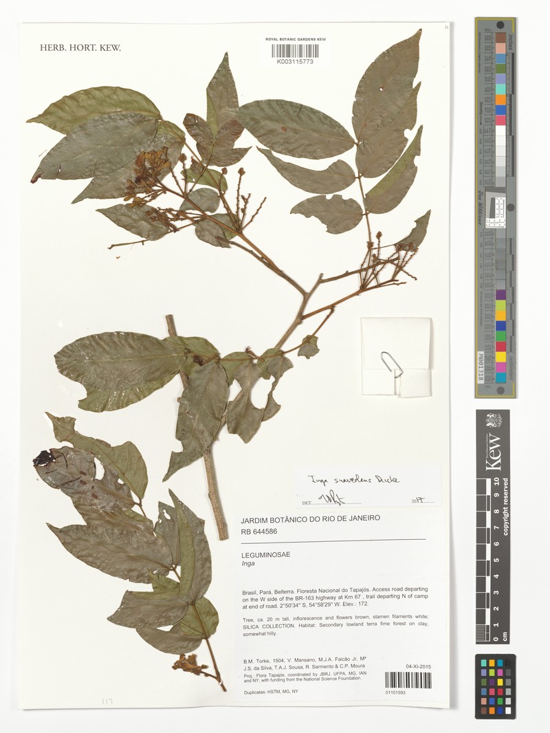 Inga suaveolens