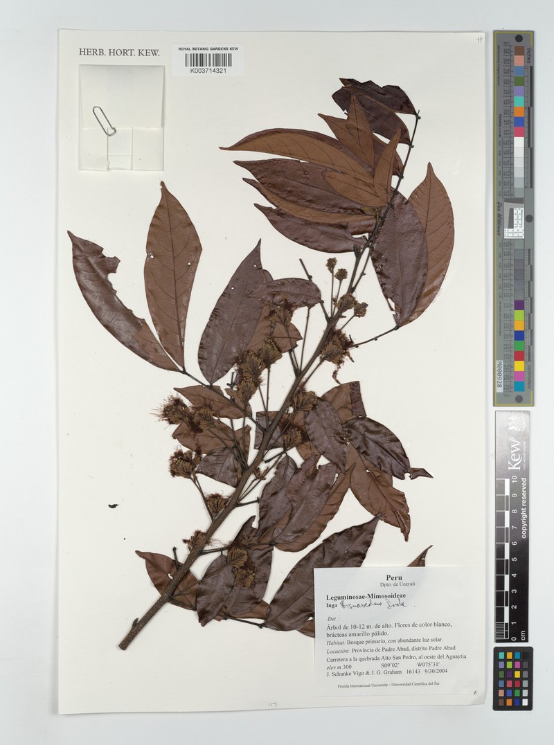 Inga suaveolens photo 2