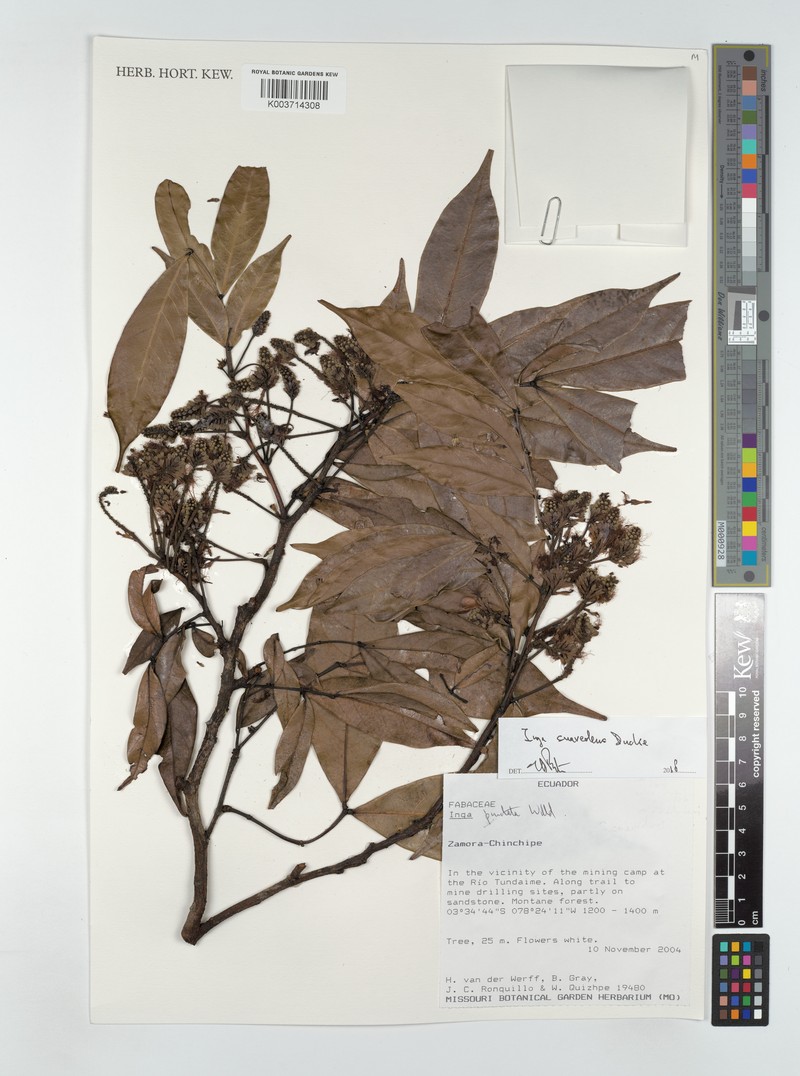 Inga suaveolens photo 3