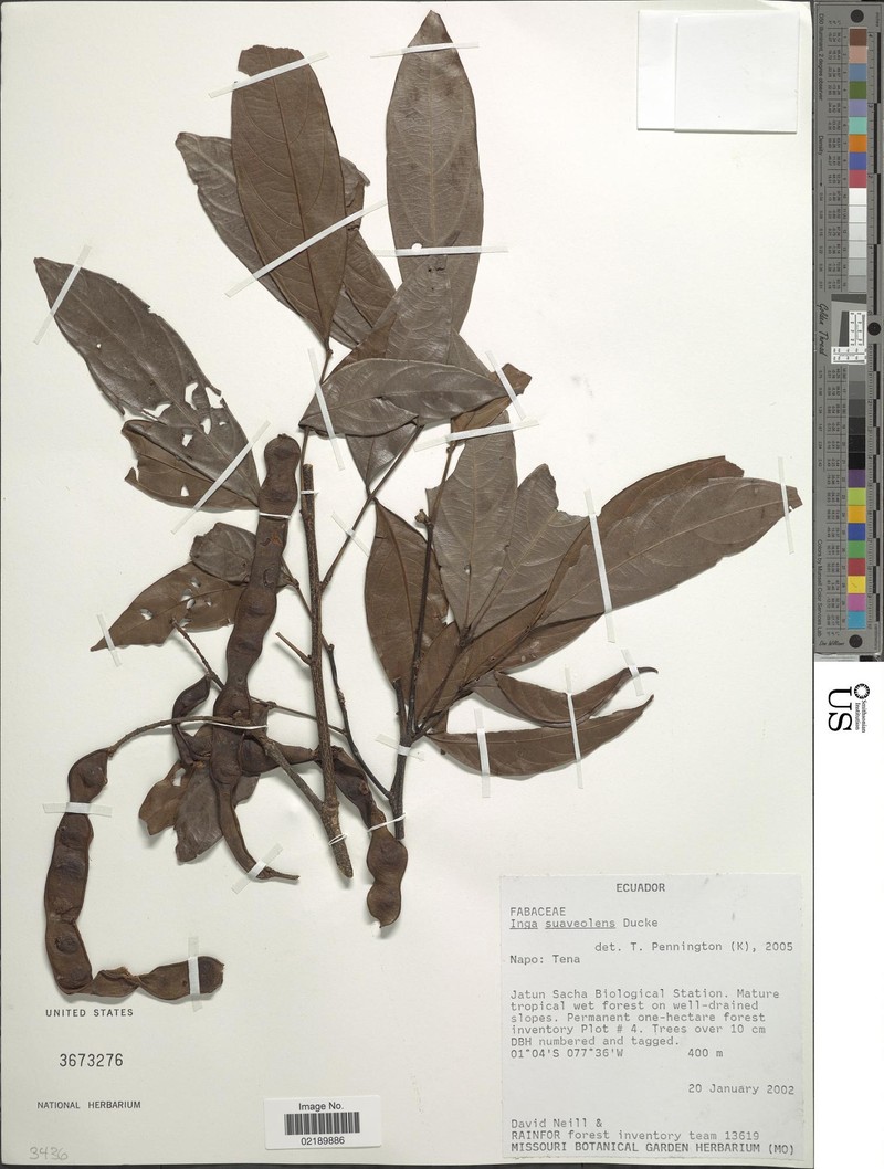 Inga suaveolens photo 4