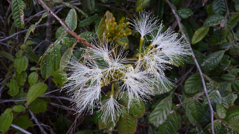 Inga suborbicularis