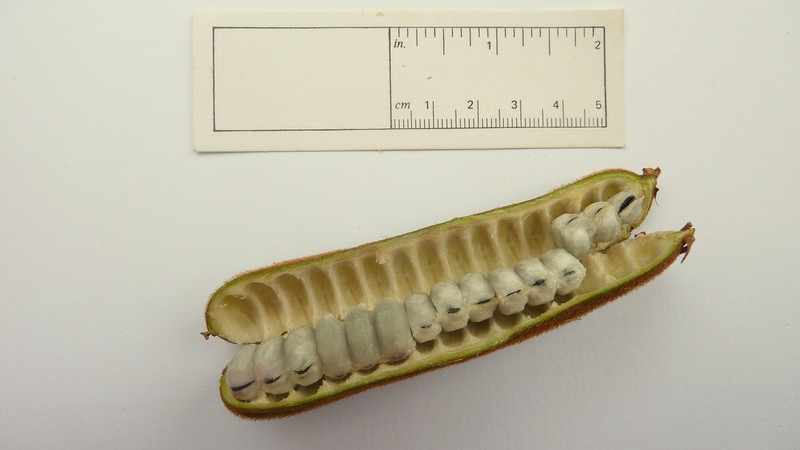 Inga suborbicularis photo 2