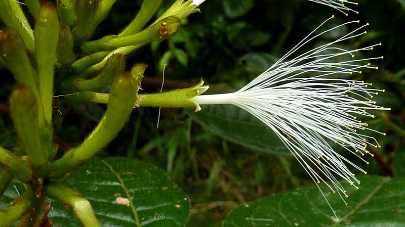 Inga suborbicularis photo 3