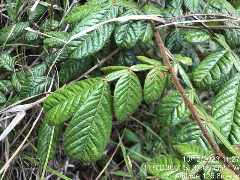Inga suborbicularis photo 4