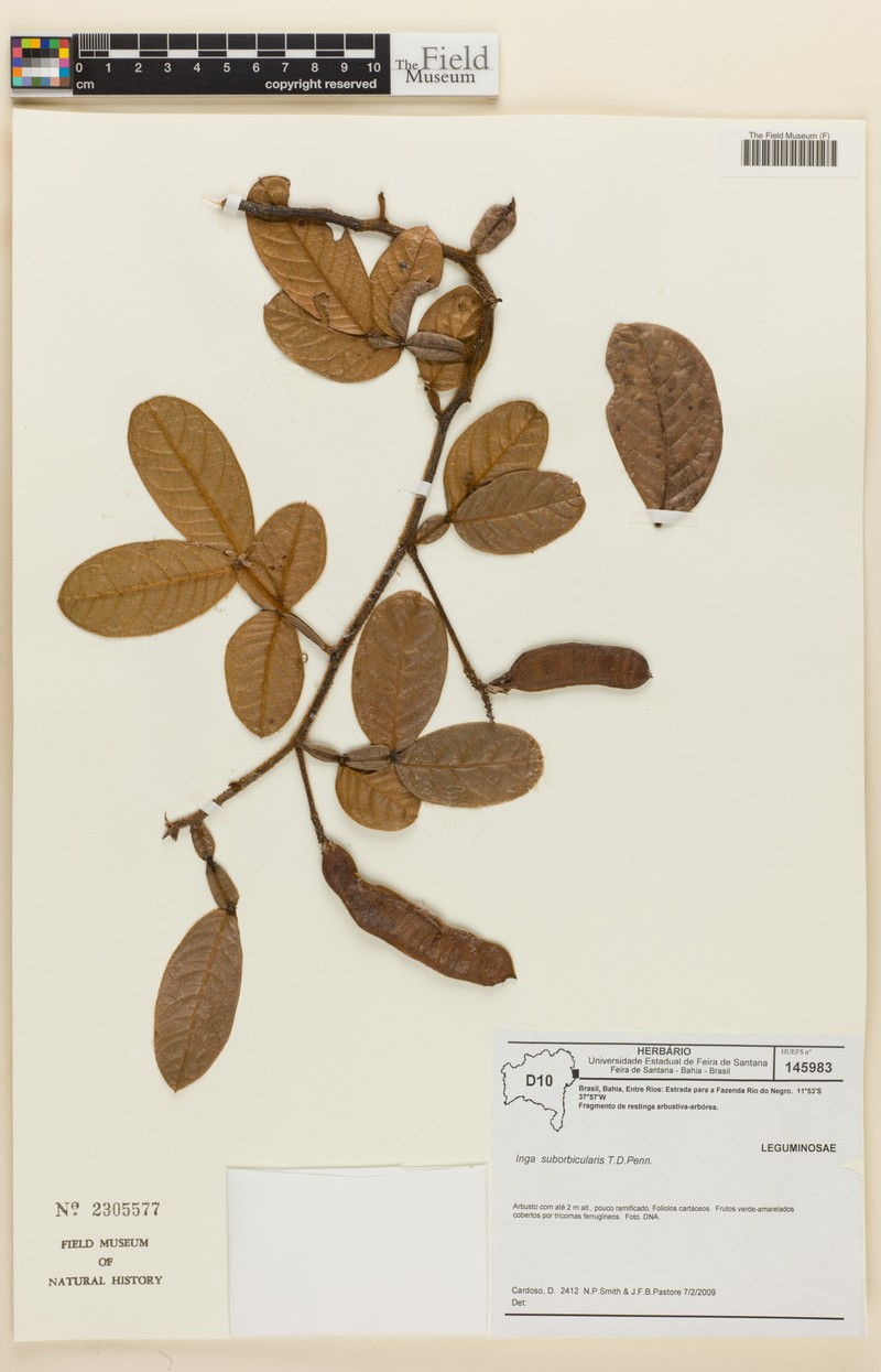 Inga suborbicularis photo 6