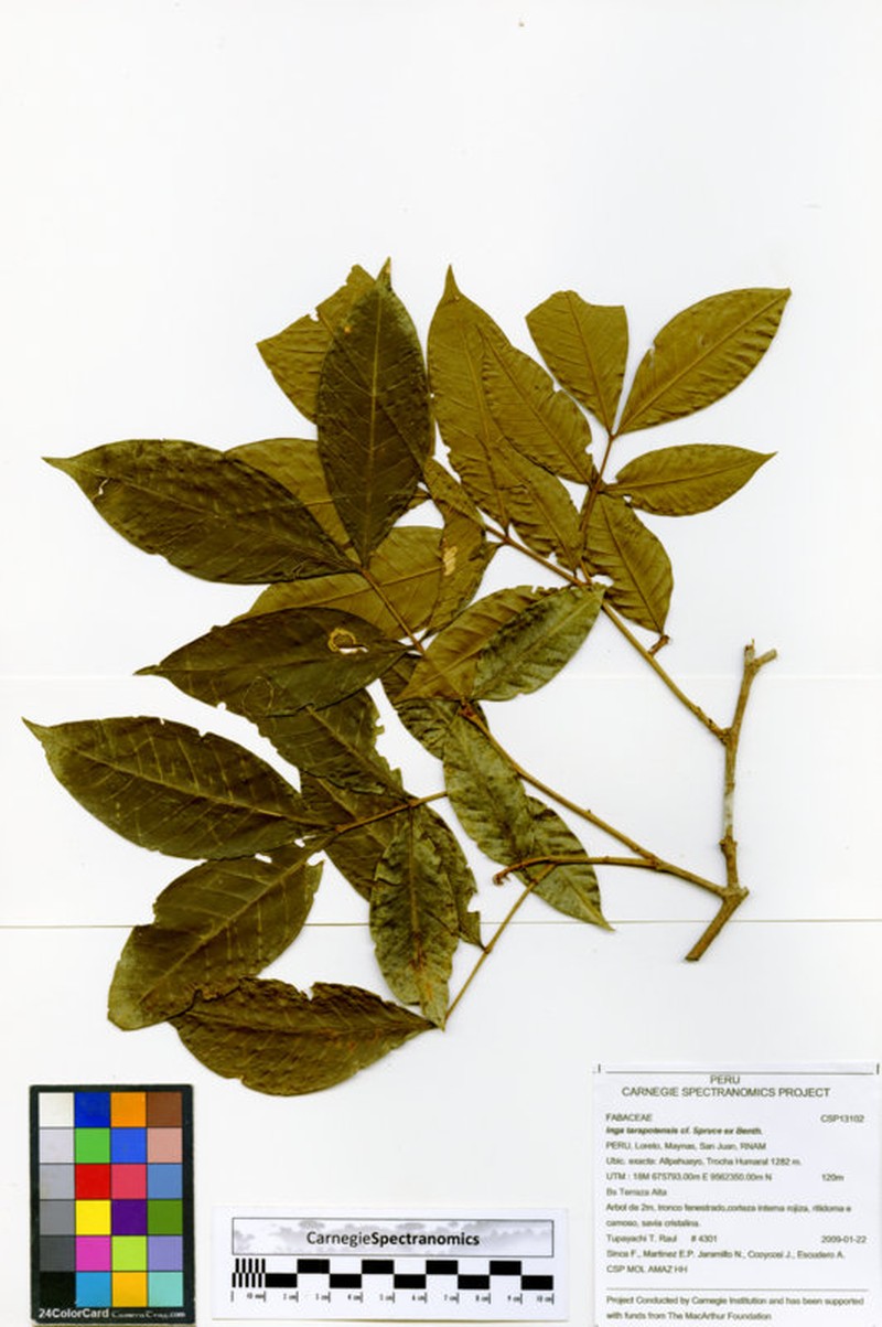 Inga tarapotensis