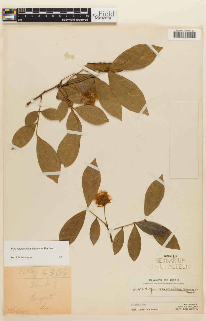 Inga tarapotensis photo 2