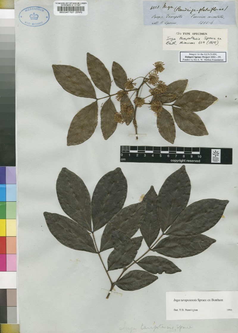 Inga tarapotensis photo 3