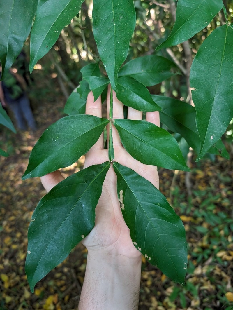Inga tayronaensis