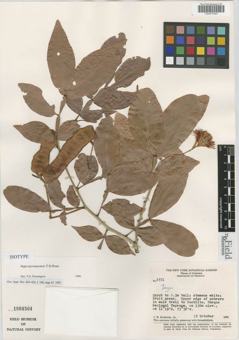 Inga tayronaensis photo 2