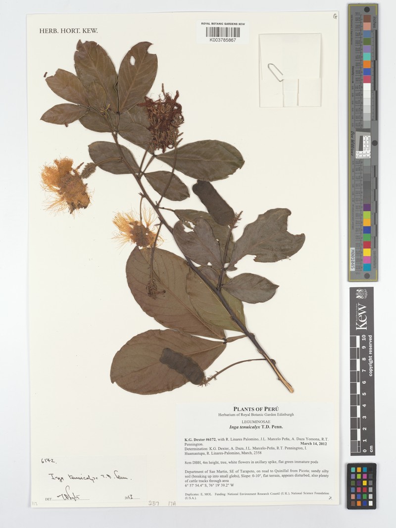 Inga tenuicalyx