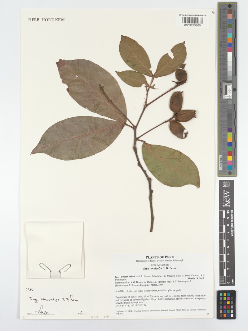 Inga tenuicalyx photo 2