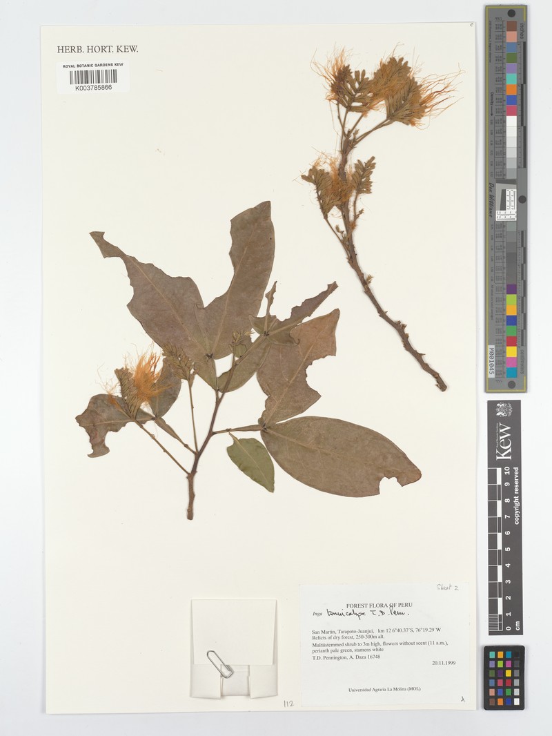 Inga tenuicalyx photo 3