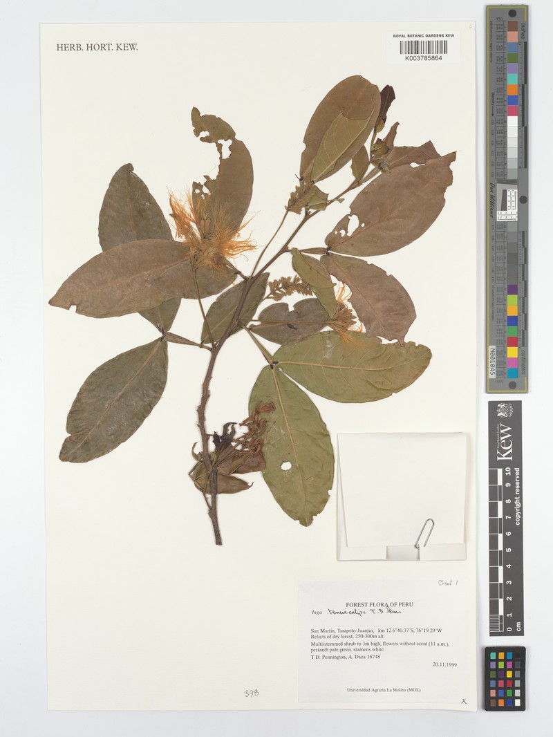 Inga tenuicalyx photo 4