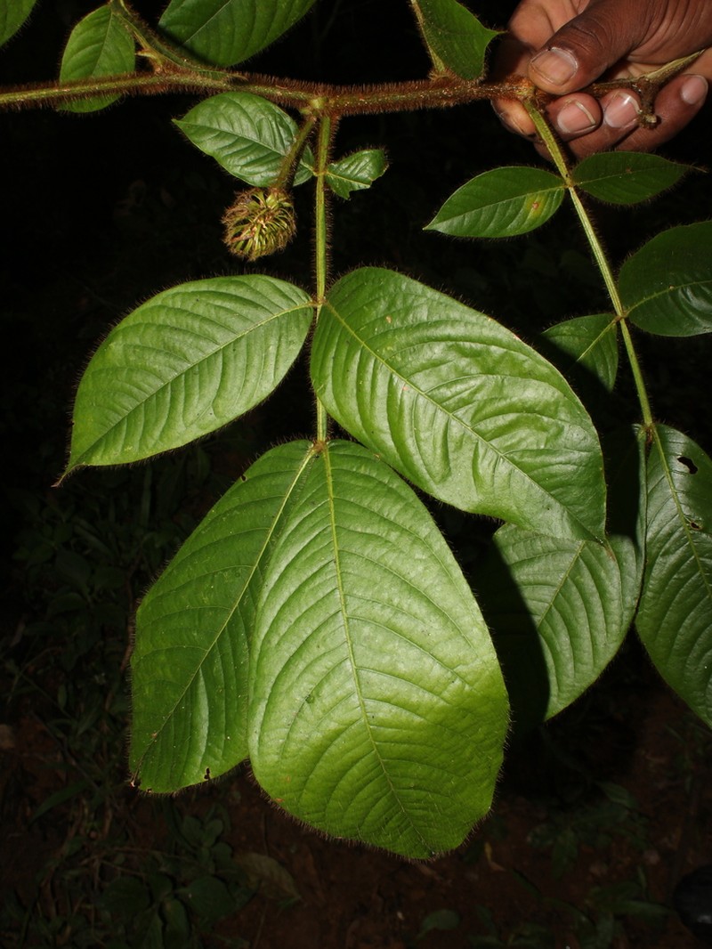 Inga tenuiloba photo 2