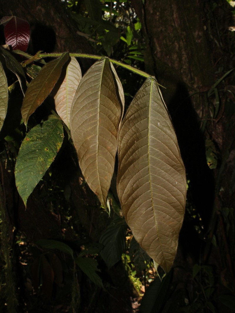 Inga tenuiloba photo 3