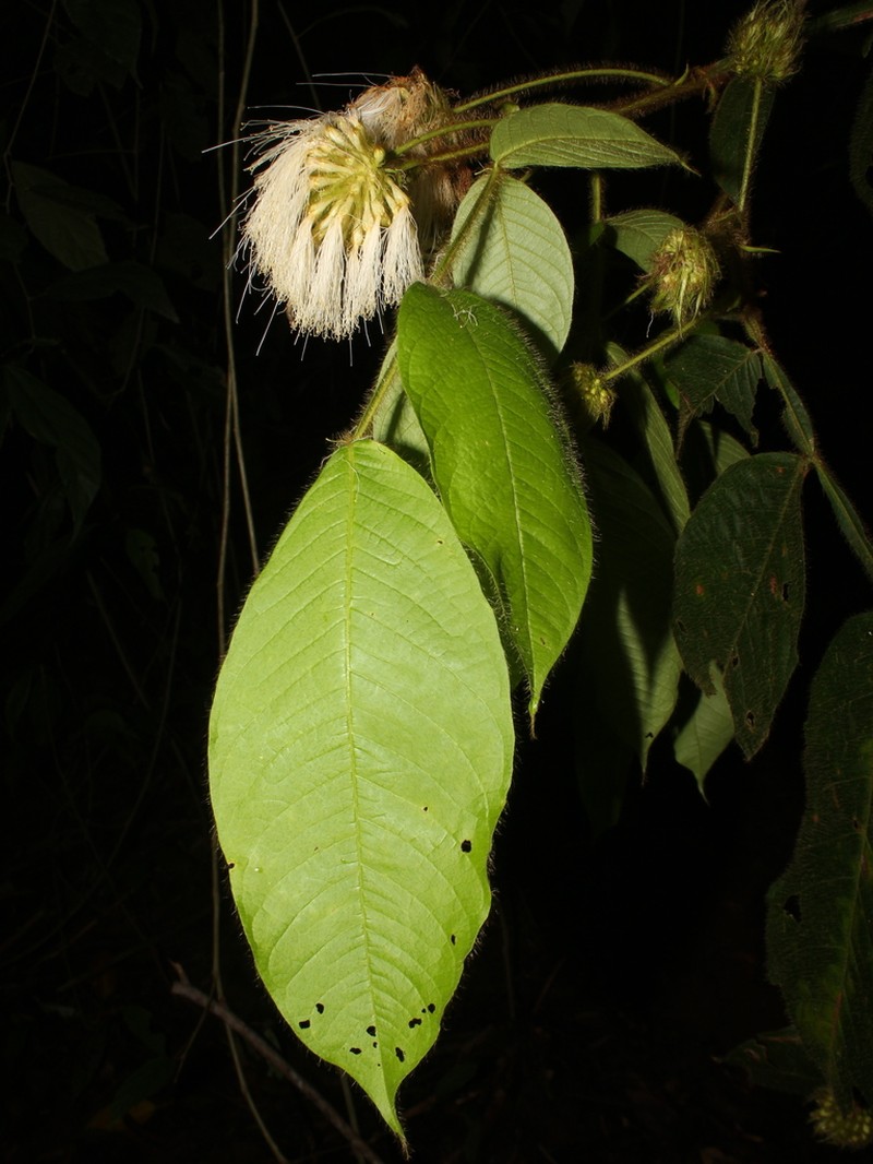 Inga tenuiloba photo 5