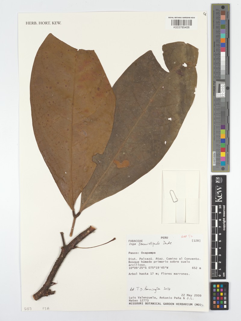 Inga tenuistipula photo 2