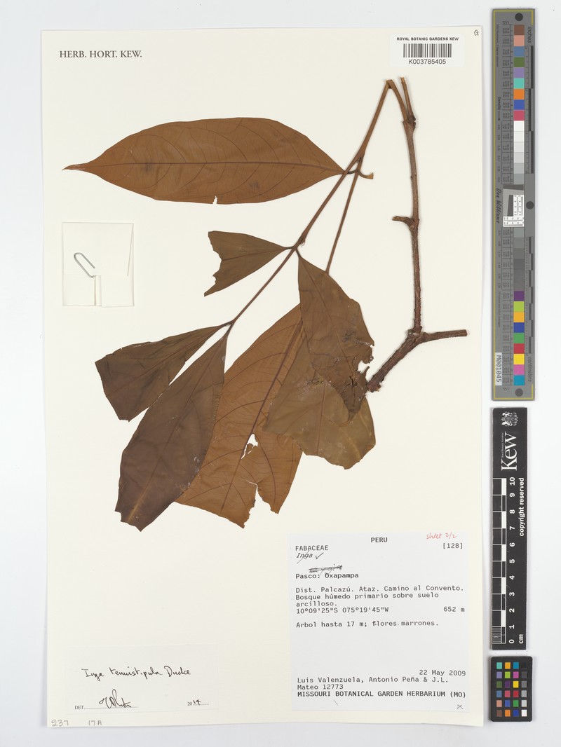 Inga tenuistipula photo 3