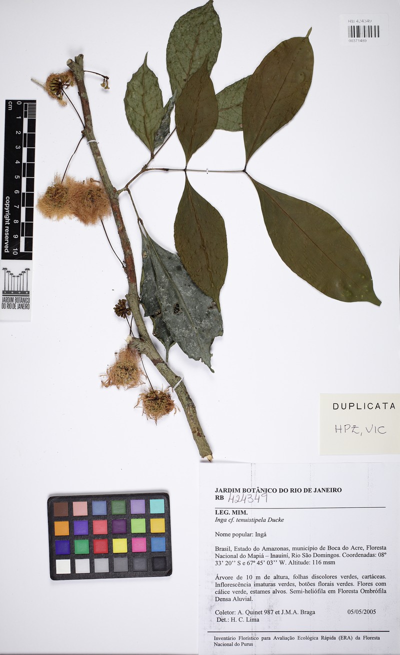 Inga tenuistipula photo 5