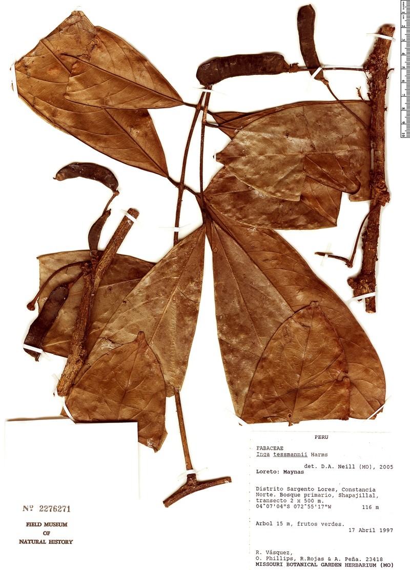 Inga tessmannii photo 2