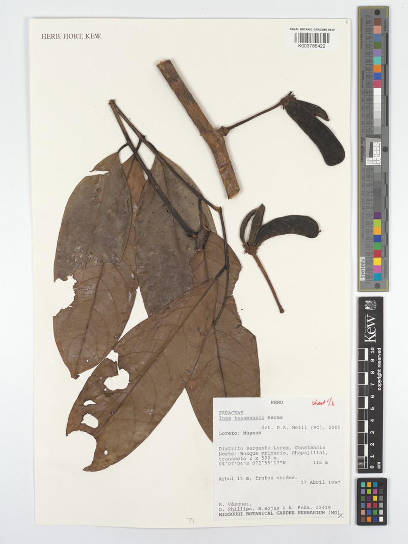 Inga tessmannii photo 3