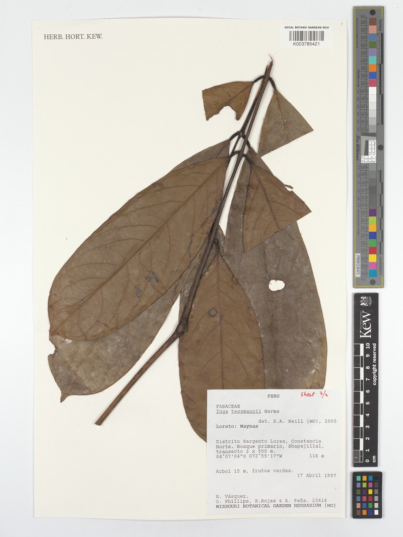 Inga tessmannii photo 4