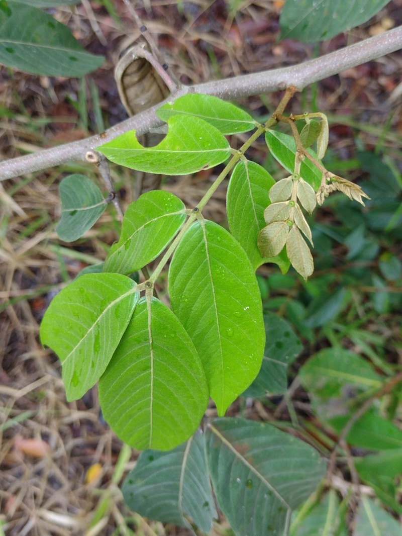 Inga thibaudiana photo 2