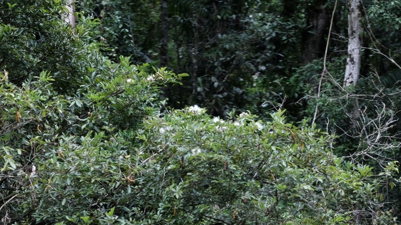 Inga thibaudiana photo 7