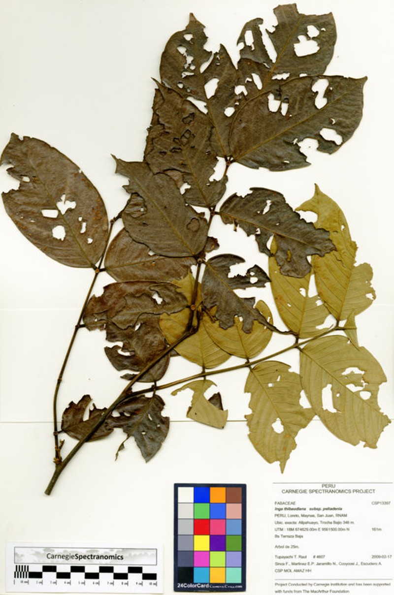 Inga thibaudiana subsp. peltadenia