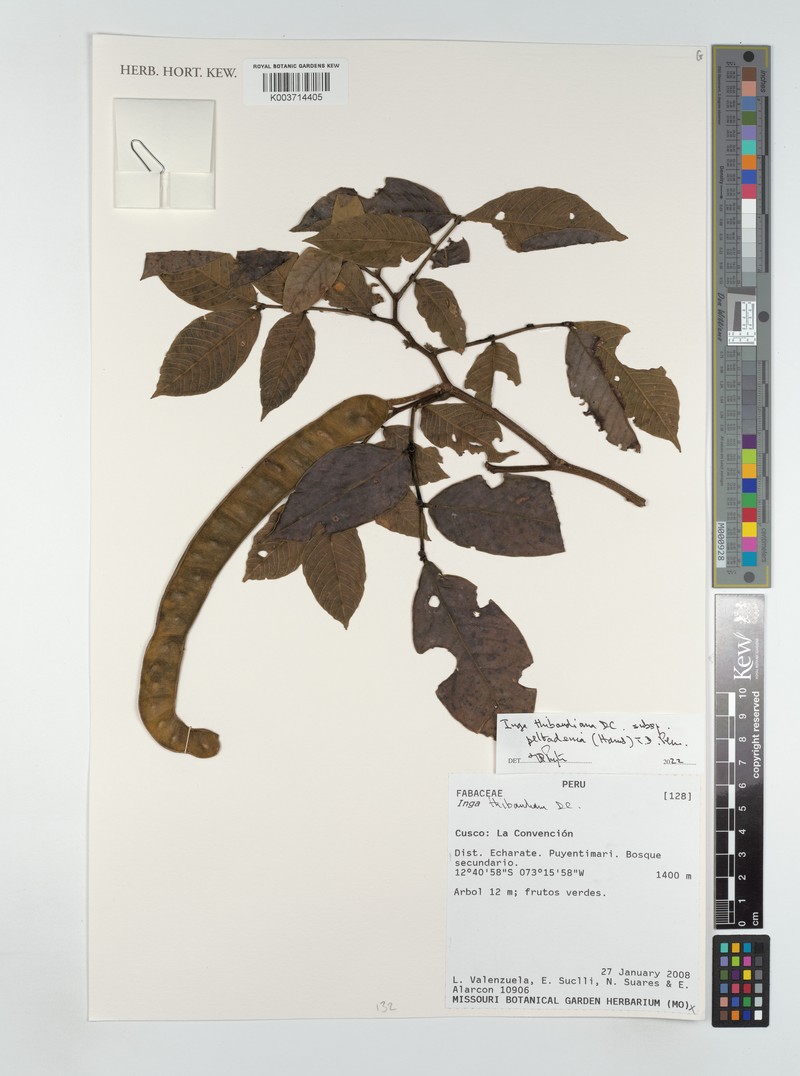 Inga thibaudiana subsp. peltadenia photo 2
