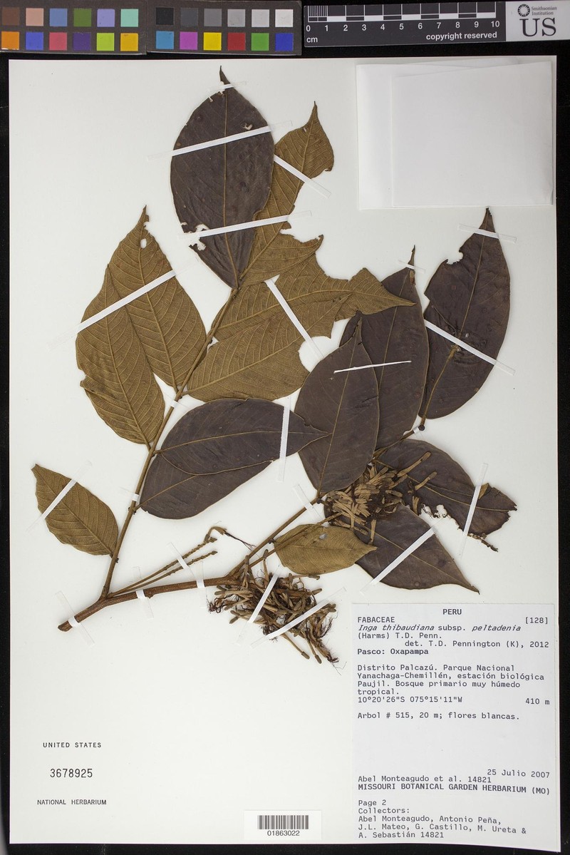 Inga thibaudiana subsp. peltadenia photo 3