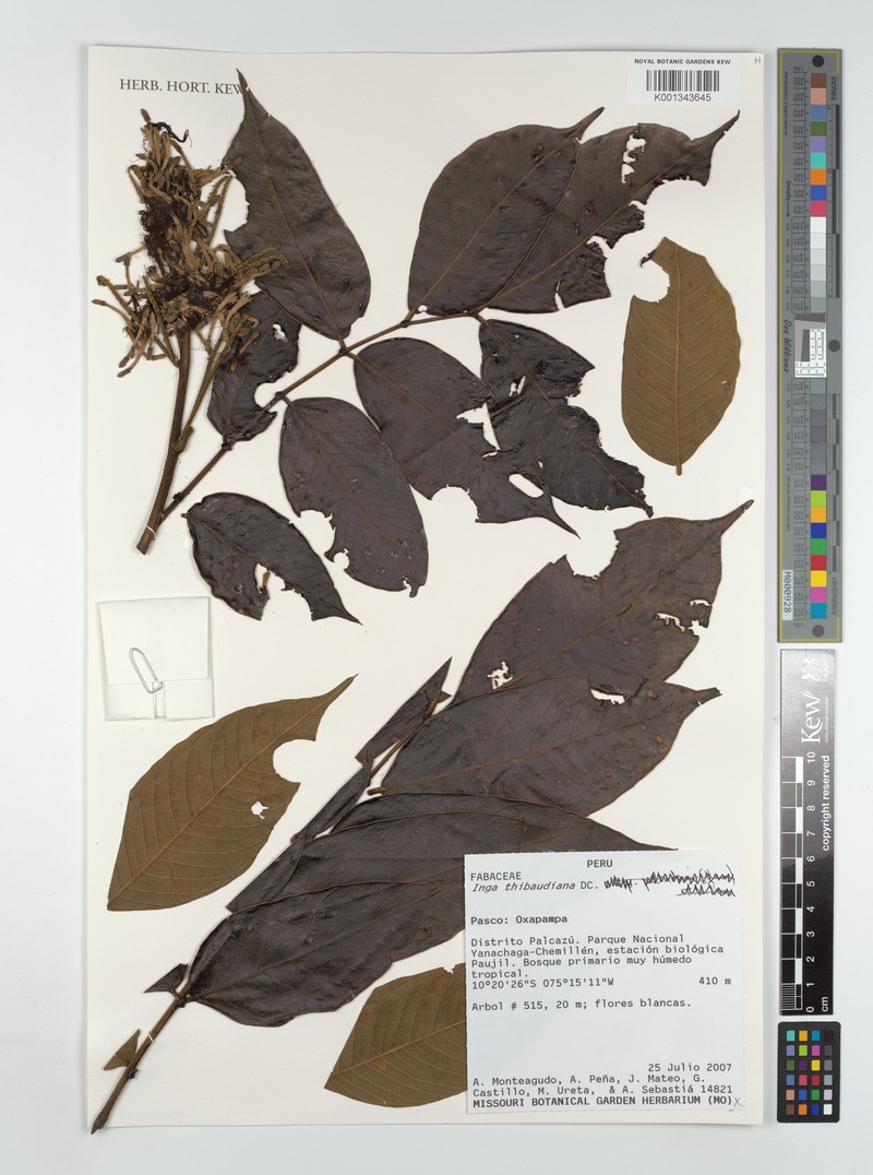 Inga thibaudiana subsp. peltadenia photo 4