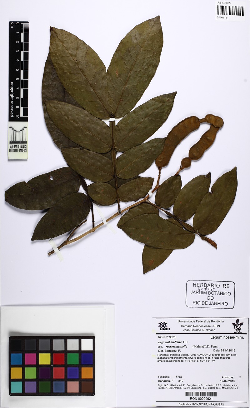 Inga thibaudiana subsp. russotomentella