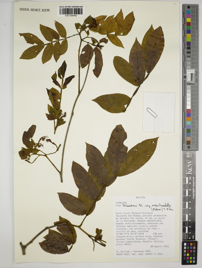 Inga thibaudiana subsp. russotomentella photo 2