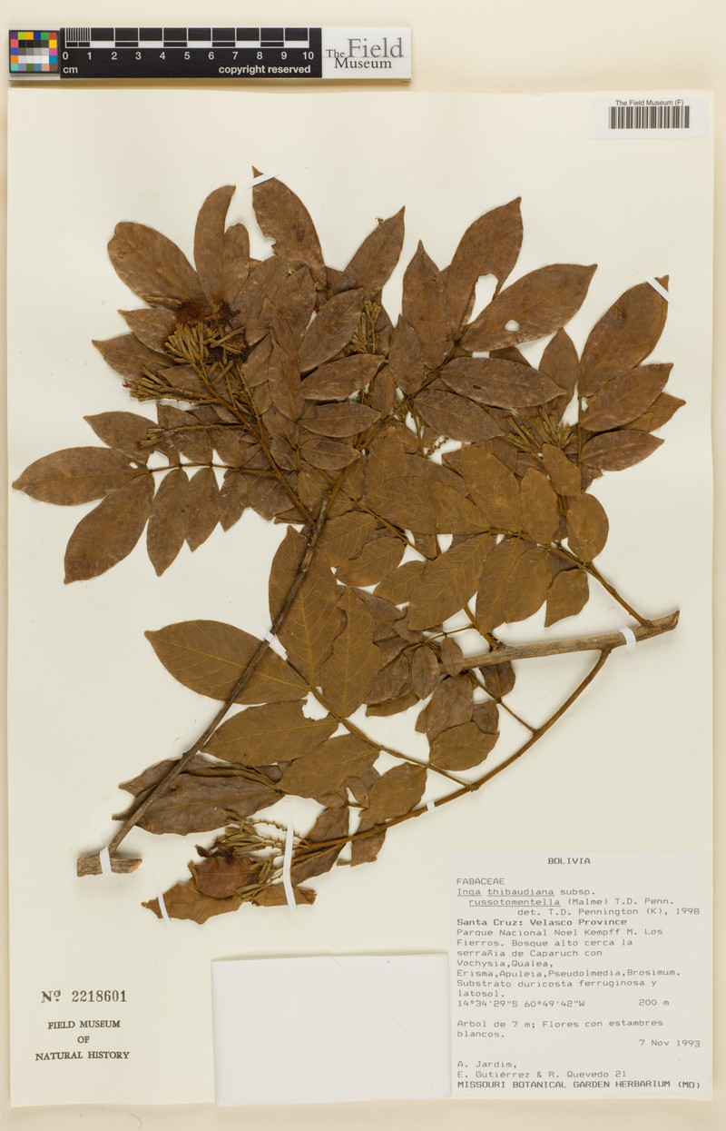Inga thibaudiana subsp. russotomentella photo 3