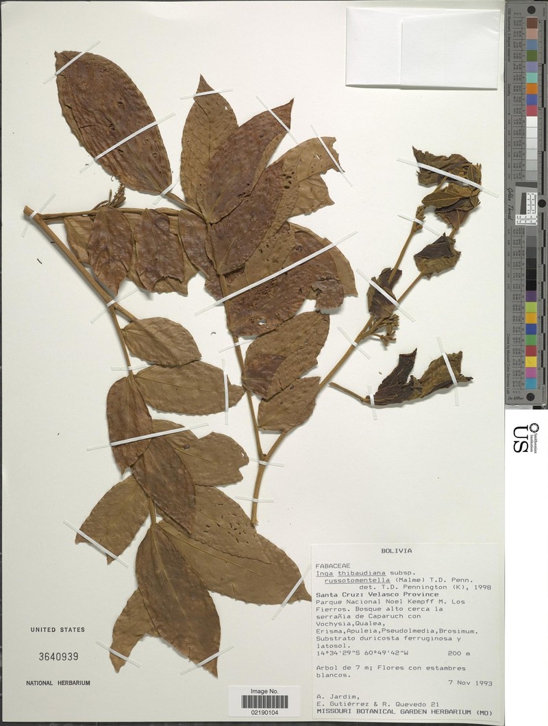 Inga thibaudiana subsp. russotomentella photo 4