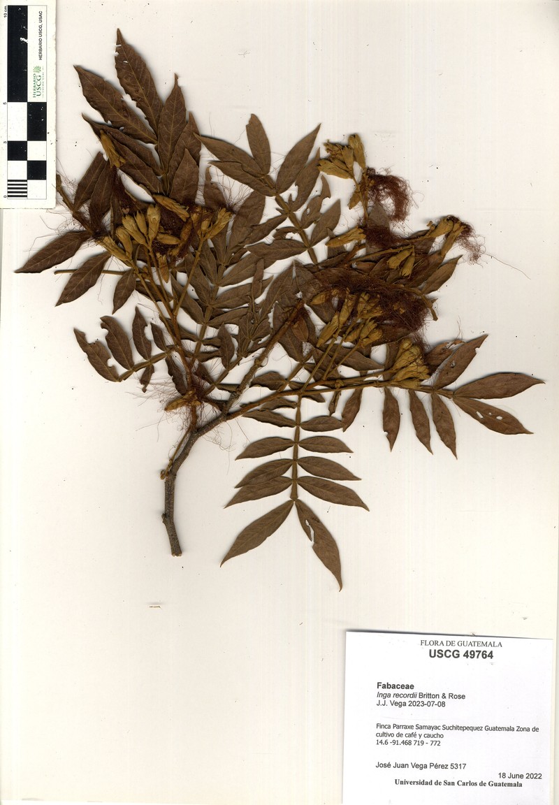 Inga thibaudiana subsp. thibaudiana