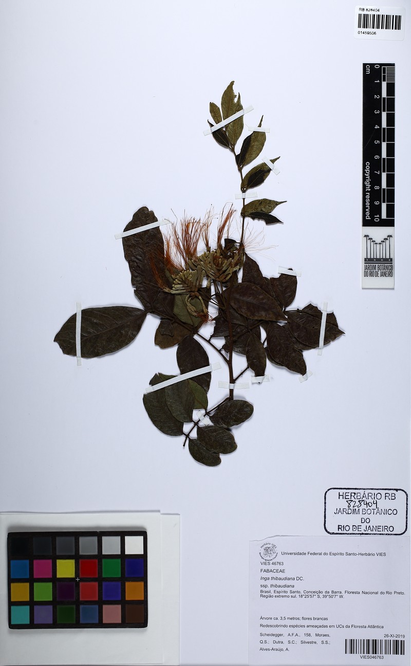 Inga thibaudiana subsp. thibaudiana photo 2