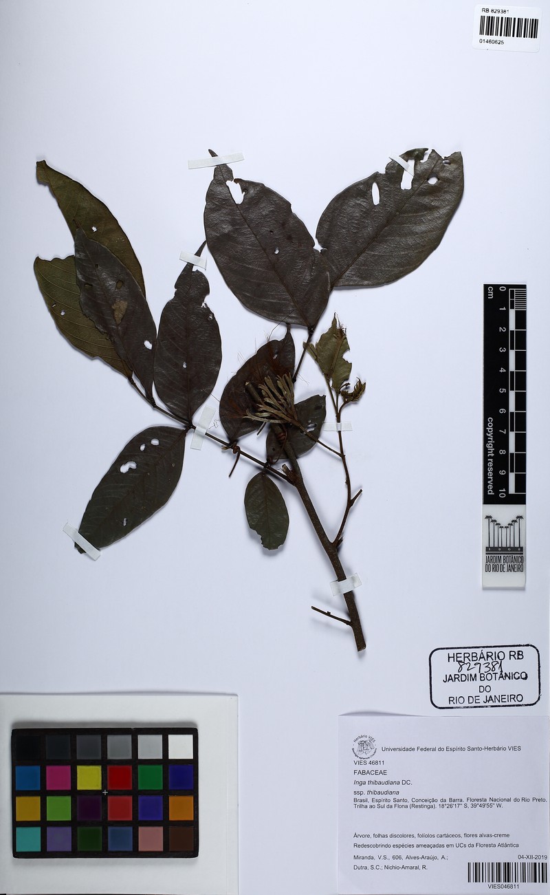 Inga thibaudiana subsp. thibaudiana photo 3