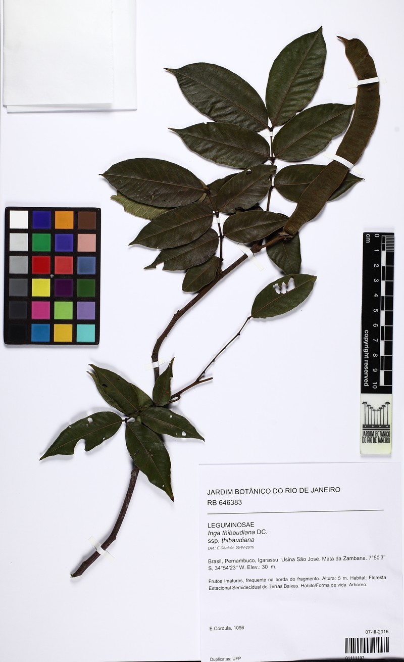 Inga thibaudiana subsp. thibaudiana photo 4