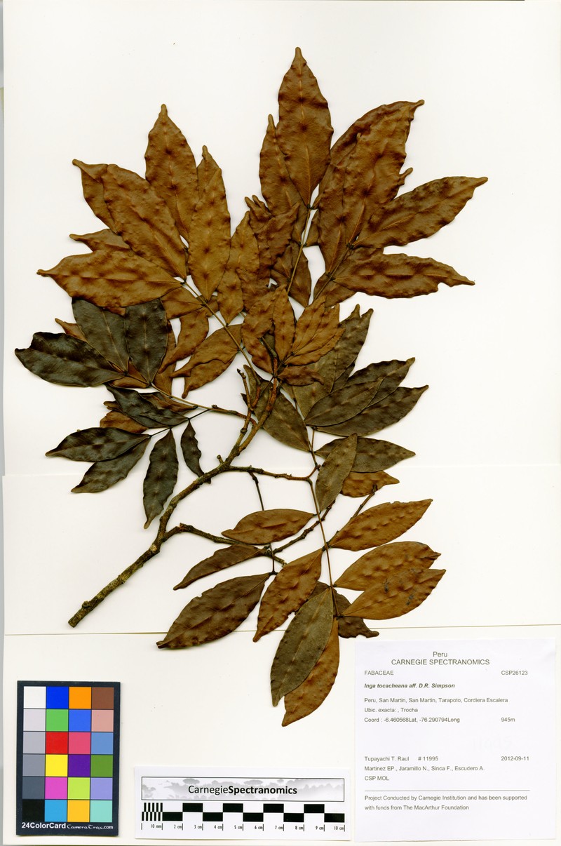 Inga tocacheana
