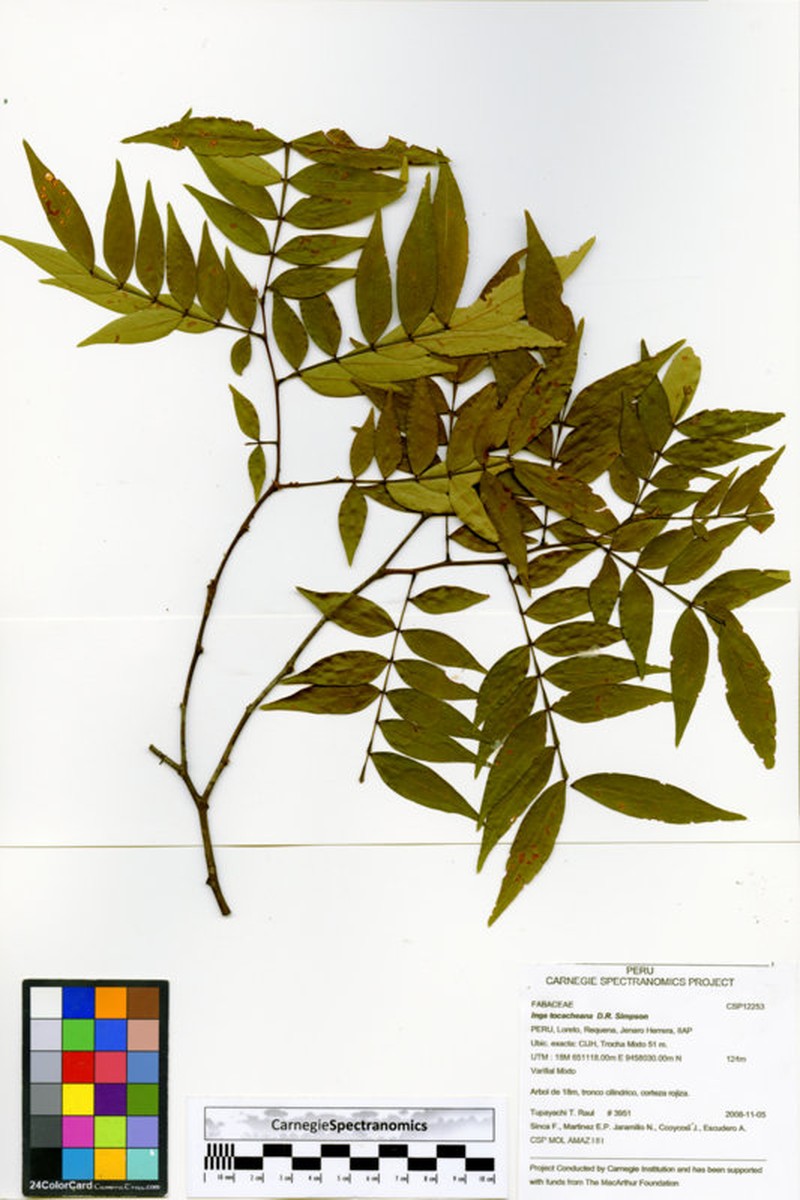 Inga tocacheana photo 4