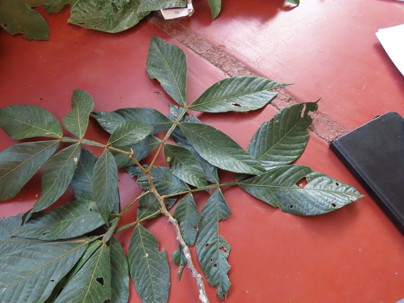 Inga tomentosa
