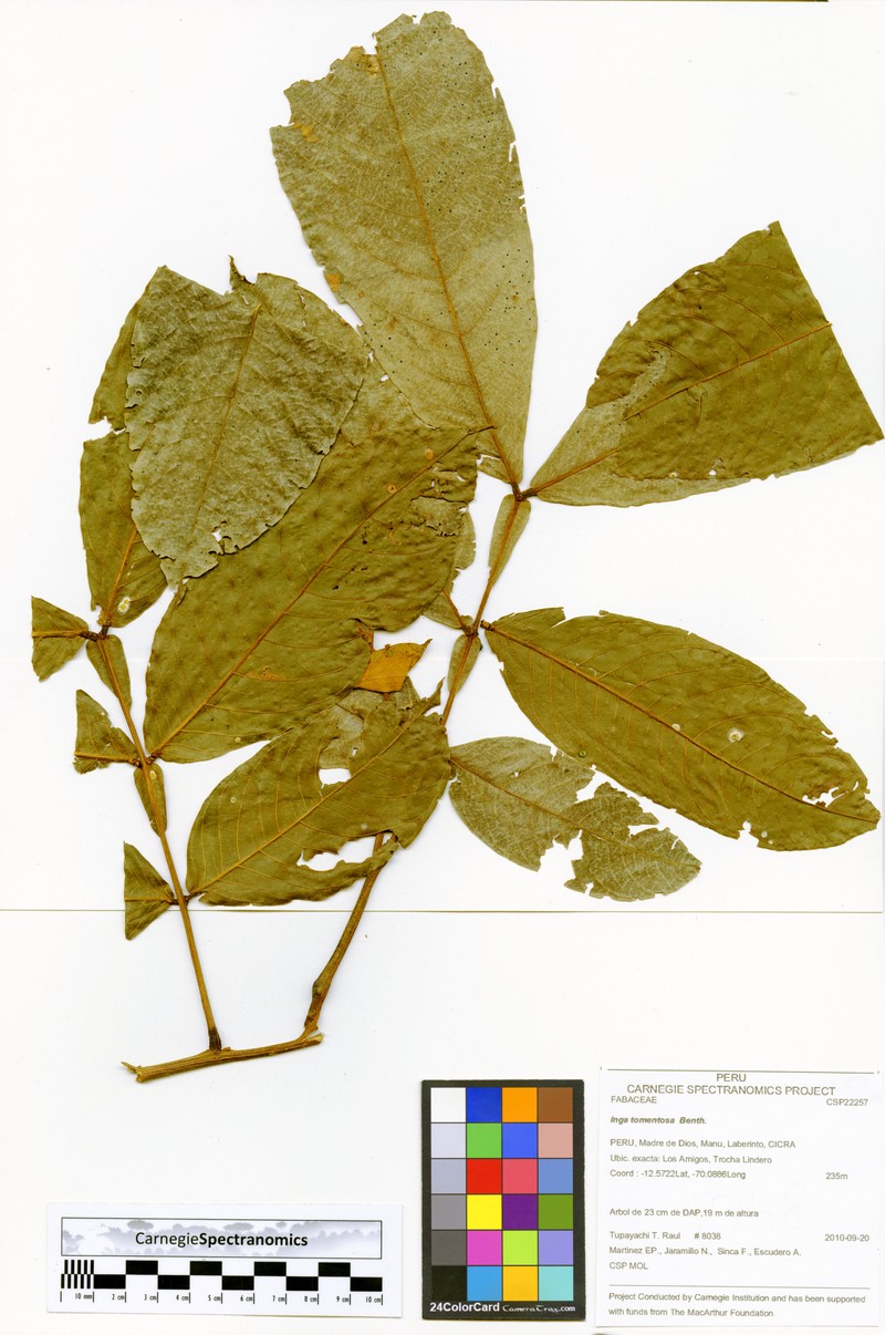 Inga tomentosa photo 3